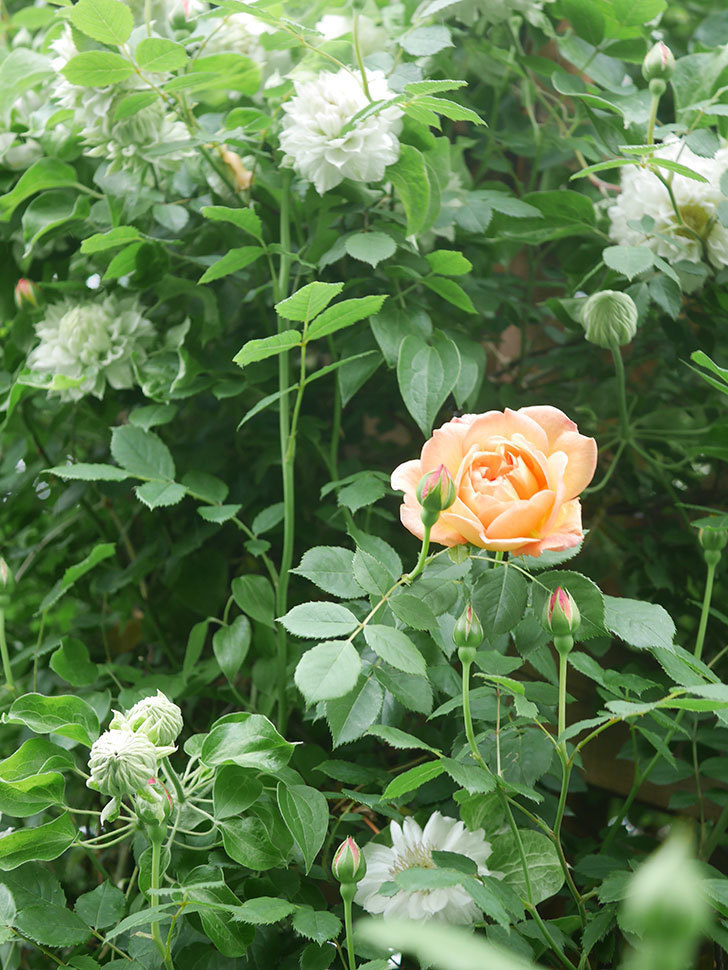 レディ・オブ・シャーロット(Lady of Shalott)の花が咲きだした。半ツルバラ。2022年-009.jpg