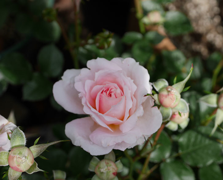 レディ・メイアンディナ(ミニバラ)の花が咲いた。2019年-3.jpg