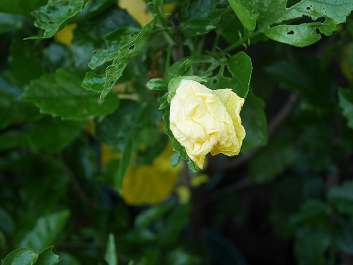 レモンイエローに今年最初の花が咲いた。2020年-003.jpg