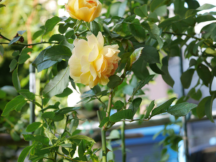 レヨン ドゥ ソレイユ Rayon De Soleil の秋花が咲いた 木立バラ 年 バラ 02memo日記