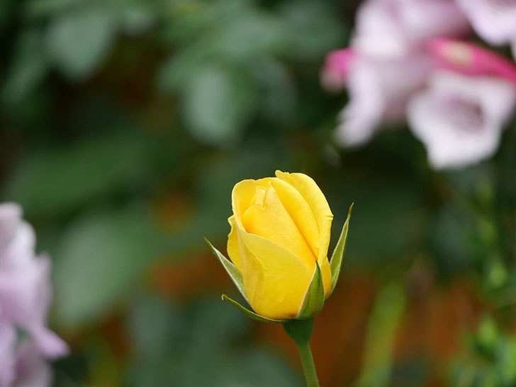 レヨン・ドゥ・ソレイユ(Rayon de Soleil)の花が咲きだした。木立バラ。2021年-003.jpg