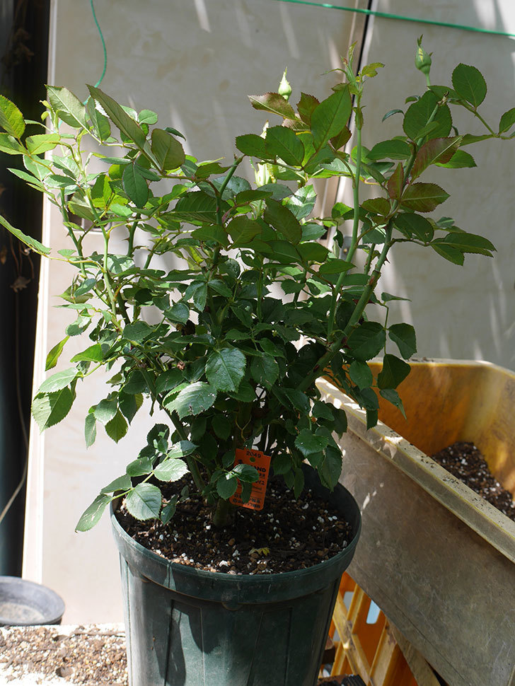 レヨン・ドゥ・ソレイユ(Rayon de Soleil)の鉢植苗を8号ロングスリット鉢に植え替。2020年-007.jpg