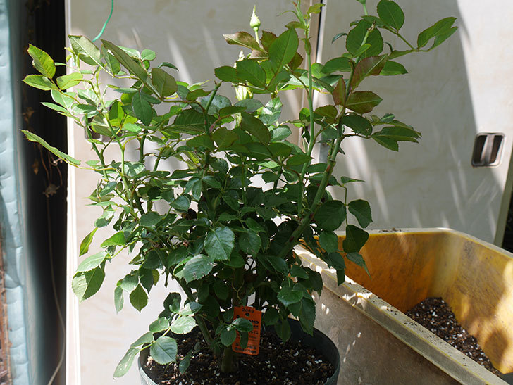 レヨン・ドゥ・ソレイユ(Rayon de Soleil)の鉢植苗を8号ロングスリット鉢に植え替。2020年-008.jpg