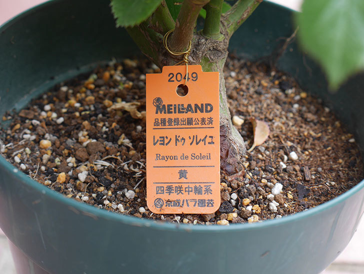 レヨン・ドゥ・ソレイユ(Rayon de Soleil)の鉢植苗を京成バラ園芸ネット通販で買った。2020年-001.jpg