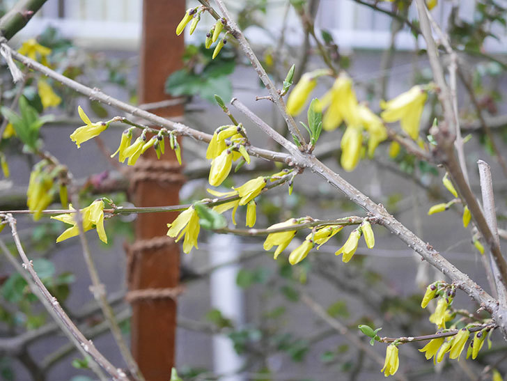 レンギョウの花が咲いた。2022年-001.jpg