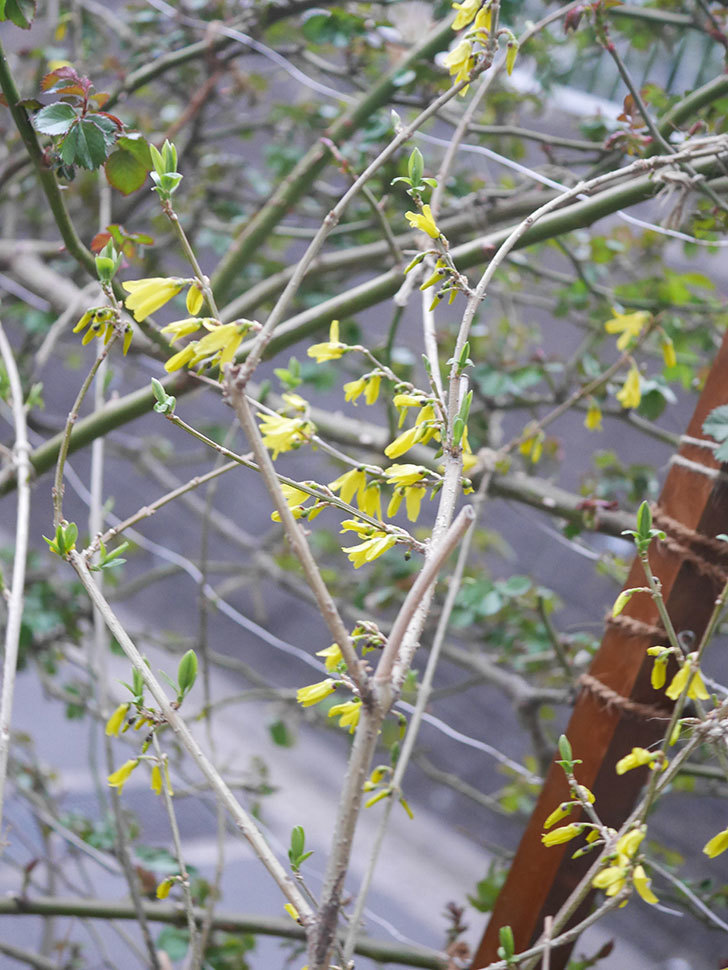 レンギョウの花が咲いた。2022年-002.jpg