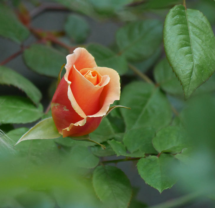 ロイヤルサンセット(ツルバラ)の花が少し咲いた。2020年-6.jpg