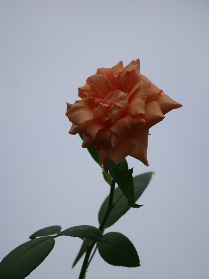 ロイヤルサンセット(Royal Sunset)の夏花がまた咲いた。ツルバラ。2020年-003.jpg