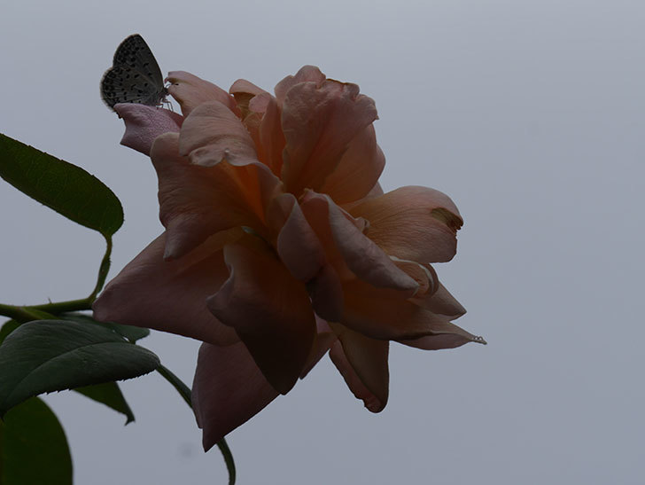 ロイヤルサンセット(Royal Sunset)の夏花がまた咲いた。ツルバラ。2020年-006.jpg