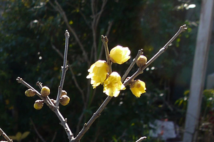 ロウバイ（蝋梅）の花が咲いた1.jpg