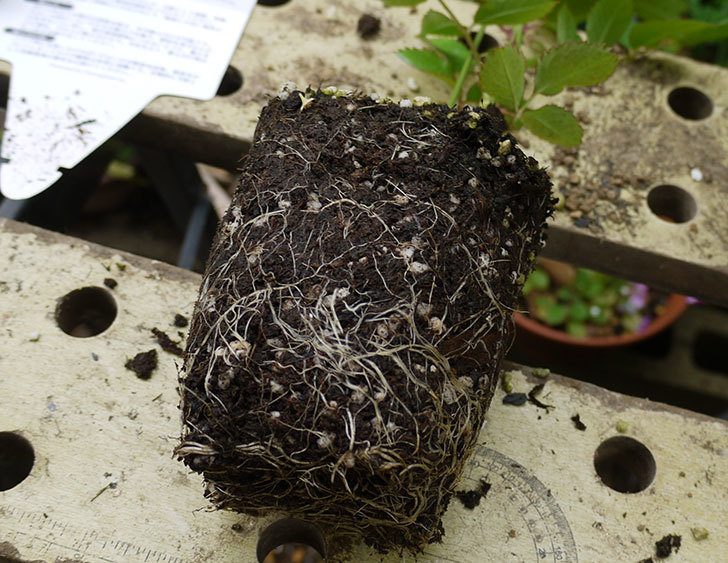 ロココ(ツルバラ)の新苗を6号ロングスリット鉢に植えた。2016年-4.jpg