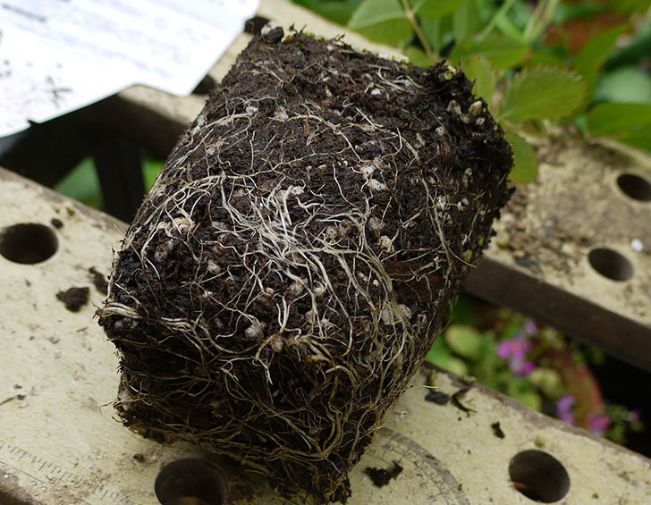 ロココ(ツルバラ)の新苗を6号ロングスリット鉢に植えた。2016年-5.jpg
