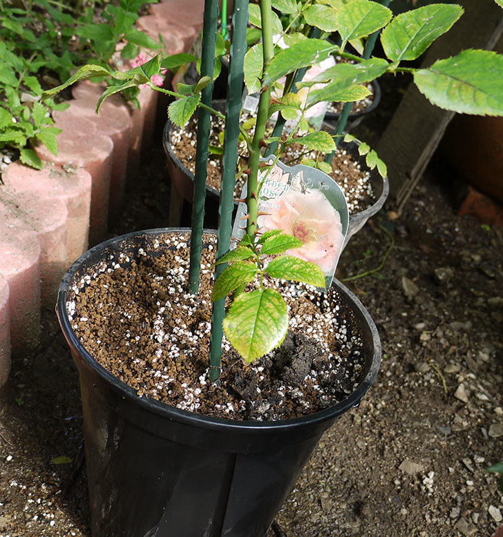 ロココ(ツルバラ)の新苗を8号のEUロングスリット鉢に鉢増しした。2016年-1.jpg