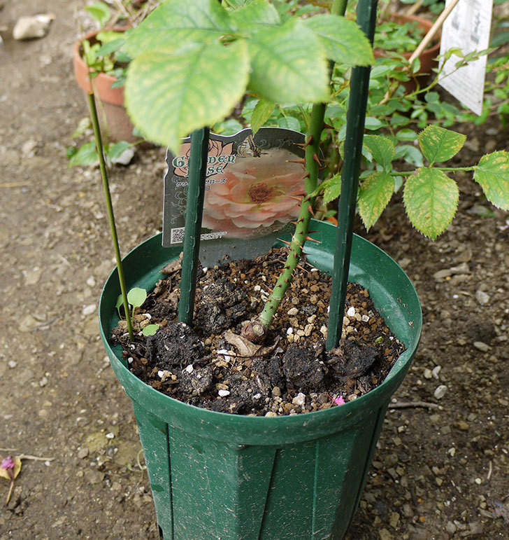 ロココ(ツルバラ)の新苗を8号のEUロングスリット鉢に鉢増しした。2016年-2.jpg