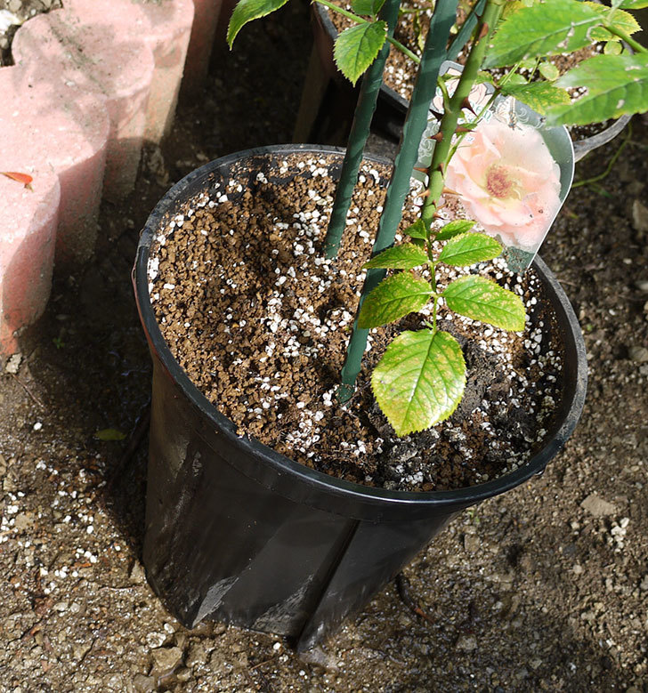 ロココ(ツルバラ)の新苗を8号のEUロングスリット鉢に鉢増しした。2016年-6.jpg
