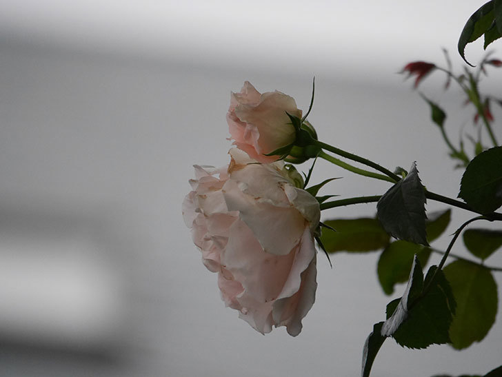 ロココ(ツルバラ)の花が咲いた。2020年-021.jpg