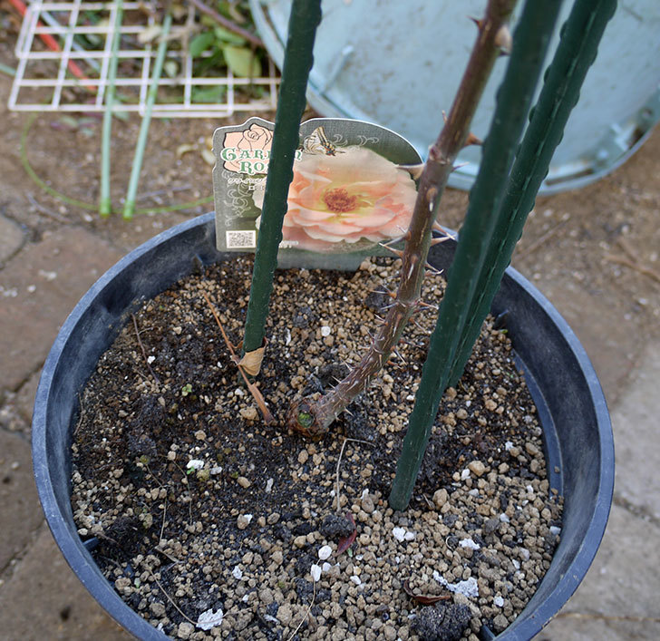 ロココ(ツルバラ)の鉢植えを地植えして誘引した。2017年-10.jpg