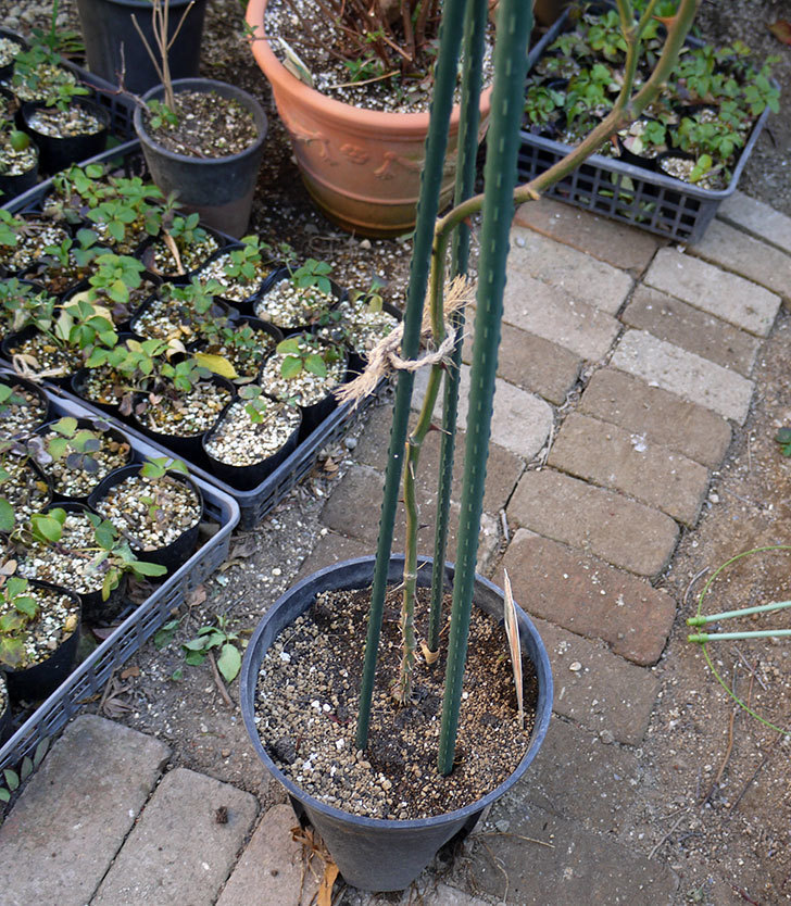 ロココ(ツルバラ)の鉢植えを地植えして誘引した。2017年-12.jpg