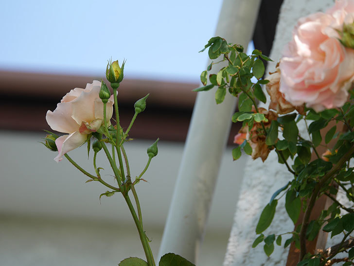 ロココ(Rokoko)の花が咲いた。ツルバラ。2021年-016.jpg