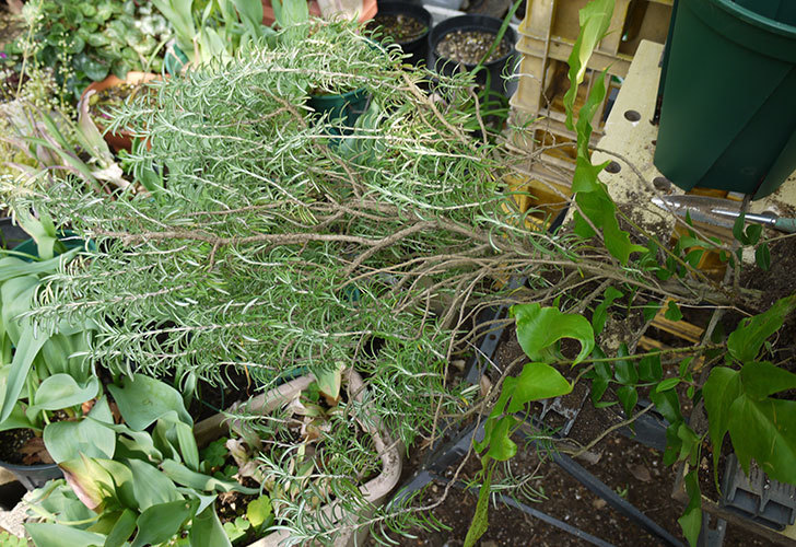 ローズマリーをスリット鉢に植え替えた。2016年-3.jpg