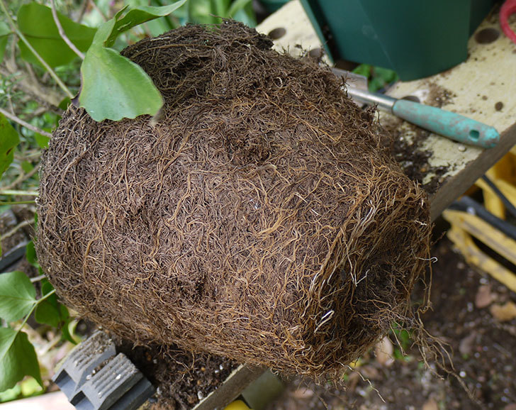 ローズマリーをスリット鉢に植え替えた。2016年-5.jpg