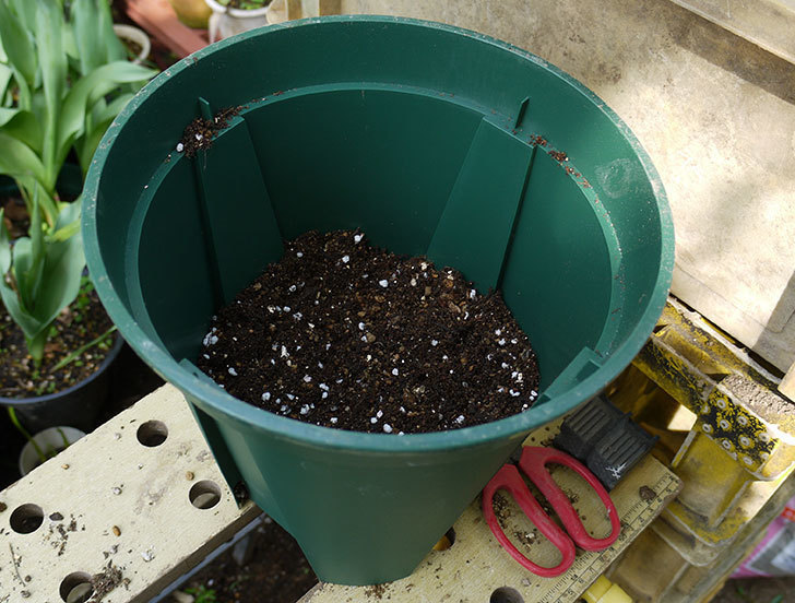 ローズマリーをスリット鉢に植え替えた。2016年-8.jpg