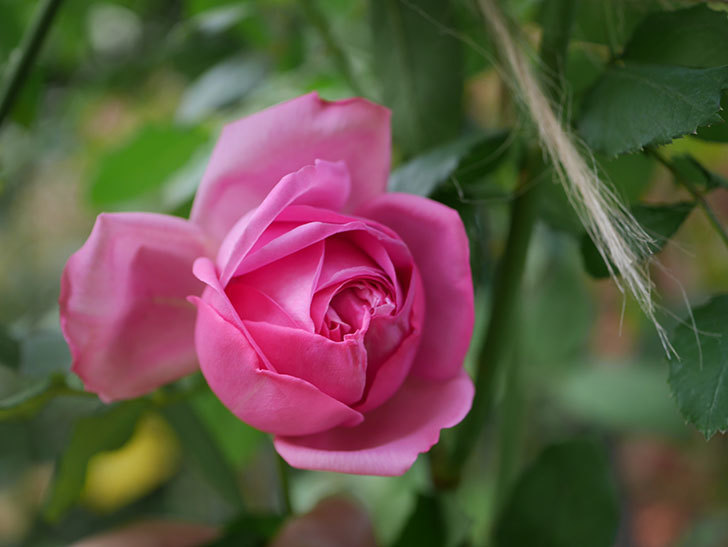 ローズ・ポンパドゥール(Rose Pompadour)の新苗に秋花が咲いた。半ツルバラ。2020年-002.jpg