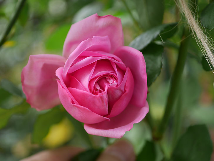ローズ・ポンパドゥール(Rose Pompadour)の新苗に秋花が咲いた。半ツルバラ。2020年-003.jpg
