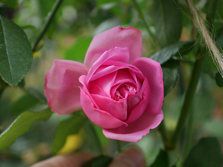 ローズ・ポンパドゥール(Rose Pompadour)の新苗に秋花が咲いた。半ツルバラ。2020年-004.jpg