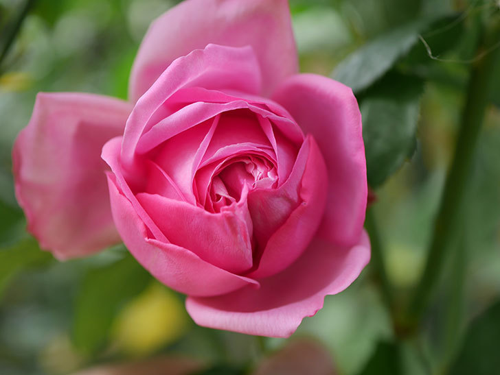 ローズ・ポンパドゥール(Rose Pompadour)の新苗に秋花が咲いた。半ツルバラ。2020年-005.jpg