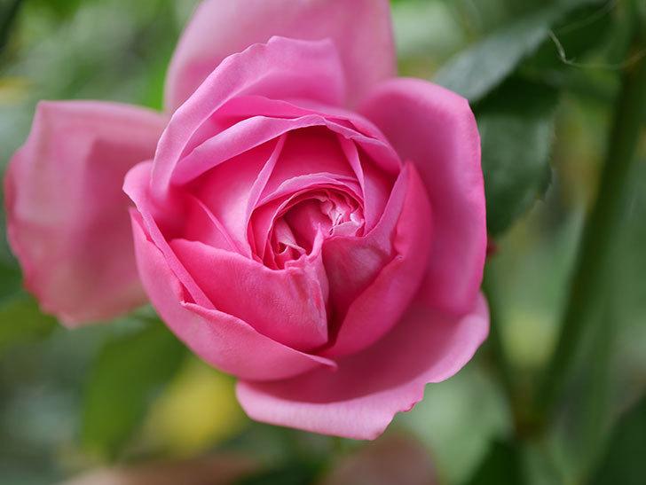 ローズ・ポンパドゥール(Rose Pompadour)の新苗に秋花が咲いた。半ツルバラ。2020年-006.jpg