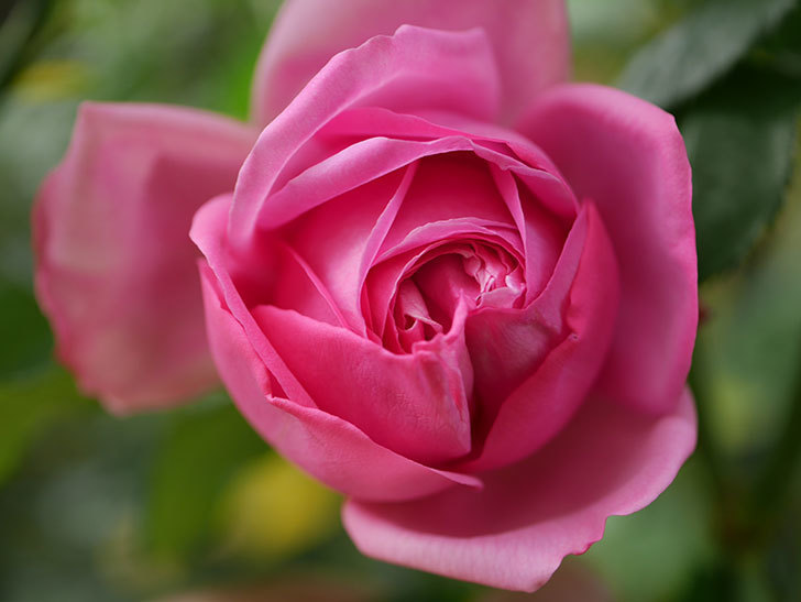 ローズ・ポンパドゥール(Rose Pompadour)の新苗に秋花が咲いた。半ツルバラ。2020年-007.jpg