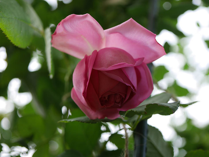 ローズ・ポンパドゥール(Rose Pompadour)の新苗に秋花が咲いた。半ツルバラ。2020年-008.jpg