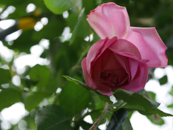 ローズ・ポンパドゥール(Rose Pompadour)の新苗に秋花が咲いた。半ツルバラ。2020年-010.jpg