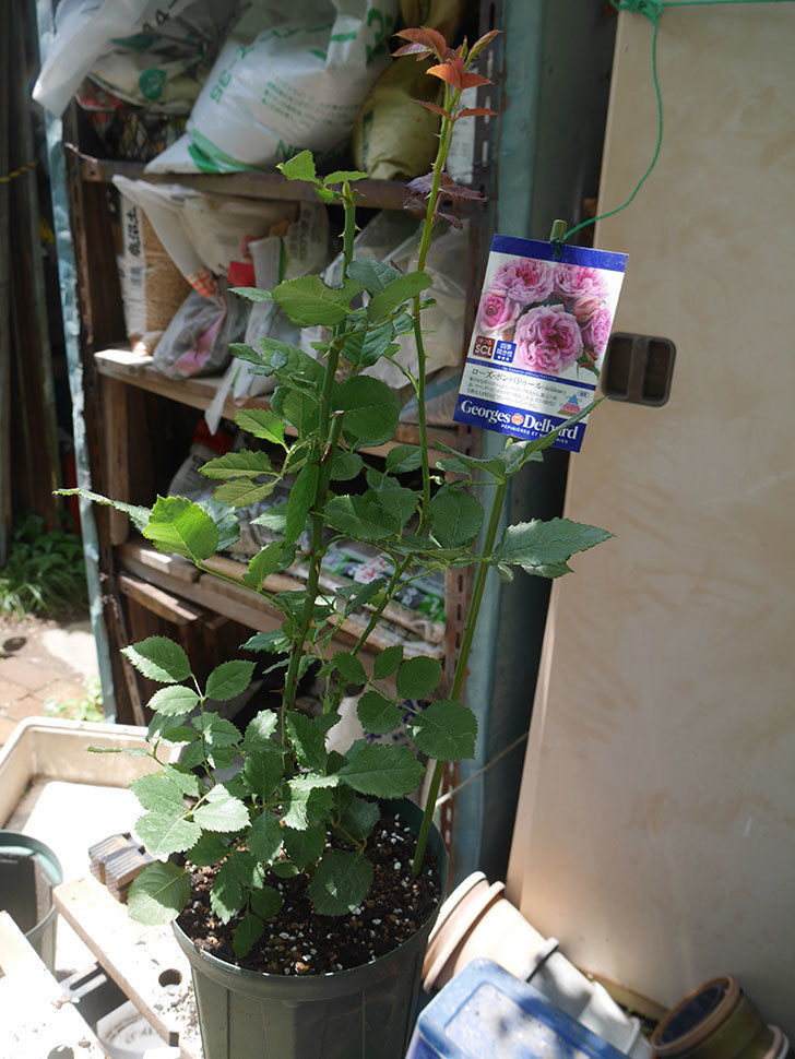 ローズ・ポンパドゥール(Rose Pompadour)の新苗を6号ロングスリットに植え換え。2020年-013.jpg