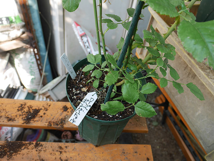 ローズ・ポンパドゥール(Rose Pompadour)の新苗を根はり鉢 10号に植え換えた。半ツルバラ。2020年-001.jpg