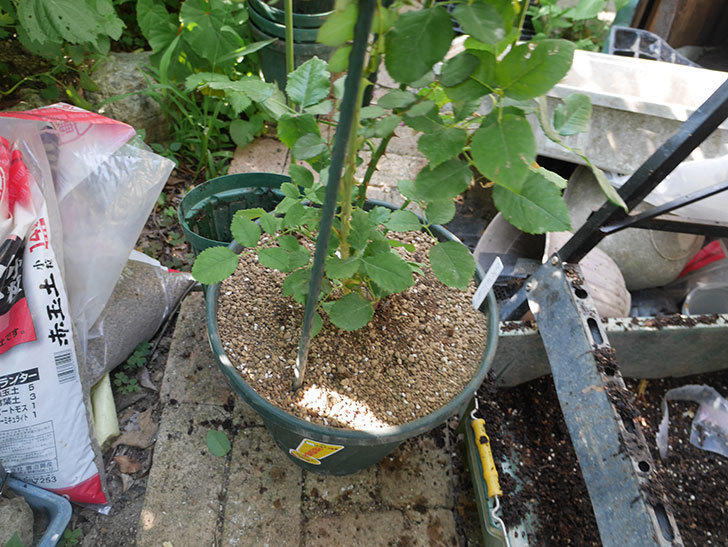 ローズ・ポンパドゥール(Rose Pompadour)の新苗を根はり鉢 10号に植え換えた。半ツルバラ。2020年-007.jpg
