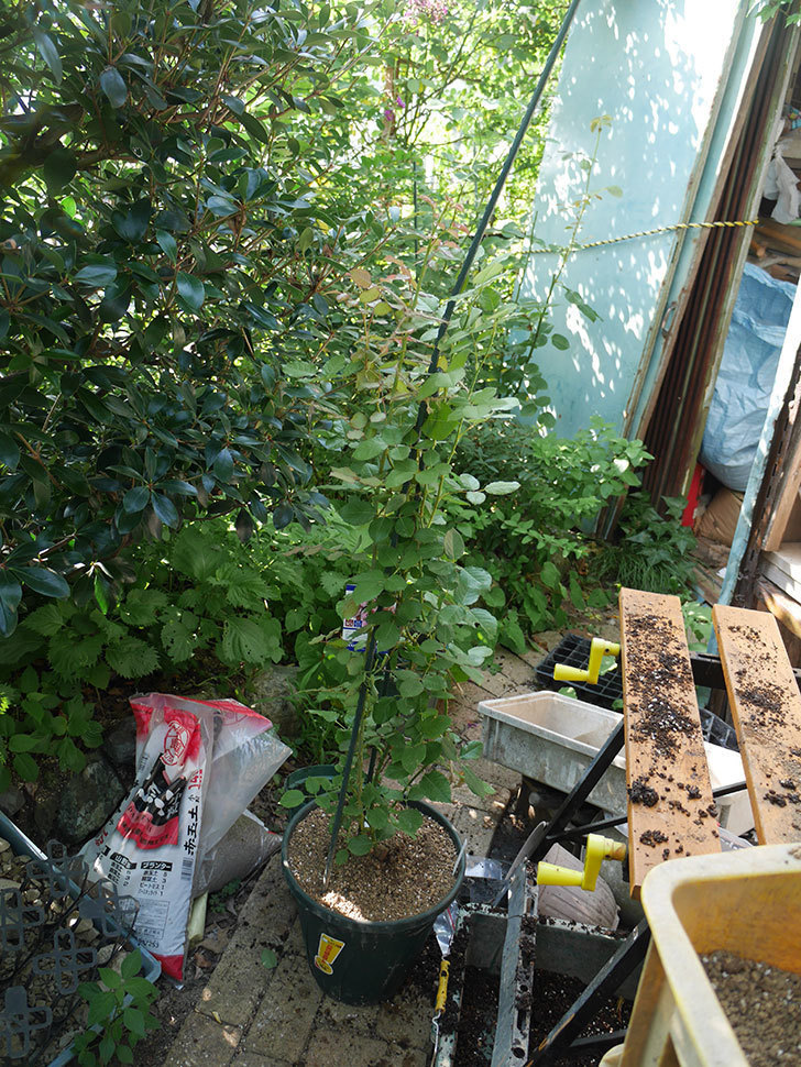 ローズ・ポンパドゥール(Rose Pompadour)の新苗を根はり鉢 10号に植え換えた。半ツルバラ。2020年-008.jpg