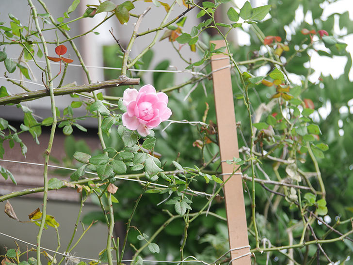 ローズ・ポンパドゥール(Rose Pompadour)の秋花が咲いた。半ツルバラ。2021年-001.jpg