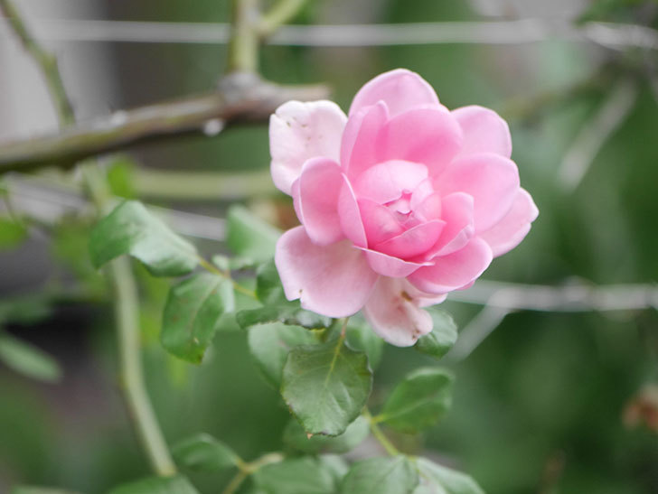 ローズ・ポンパドゥール(Rose Pompadour)の秋花が咲いた。半ツルバラ。2021年-002.jpg