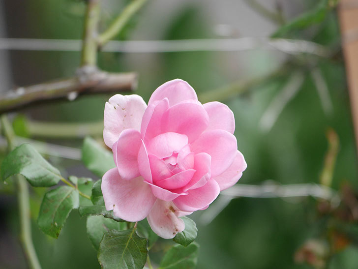 ローズ・ポンパドゥール(Rose Pompadour)の秋花が咲いた。半ツルバラ。2021年-003.jpg