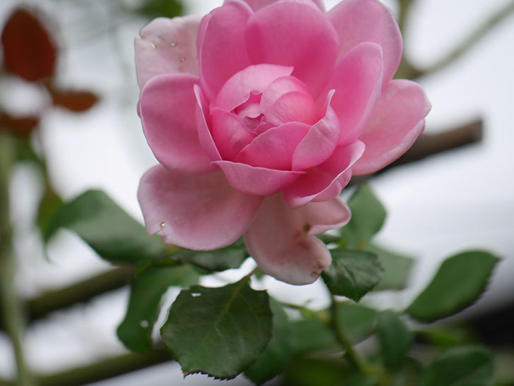 ローズ・ポンパドゥール(Rose Pompadour)の秋花が咲いた。半ツルバラ。2021年-006.jpg