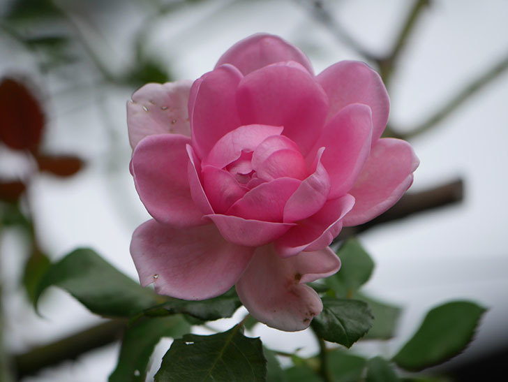ローズ・ポンパドゥール(Rose Pompadour)の秋花が咲いた。半ツルバラ。2021年-007.jpg