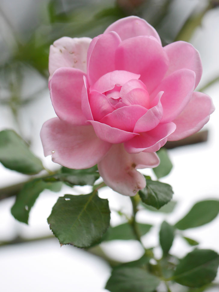 ローズ・ポンパドゥール(Rose Pompadour)の秋花が咲いた。半ツルバラ。2021年-008.jpg