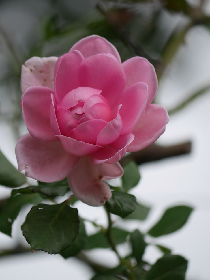 ローズ・ポンパドゥール(Rose Pompadour)の秋花が咲いた。半ツルバラ。2021年-009.jpg