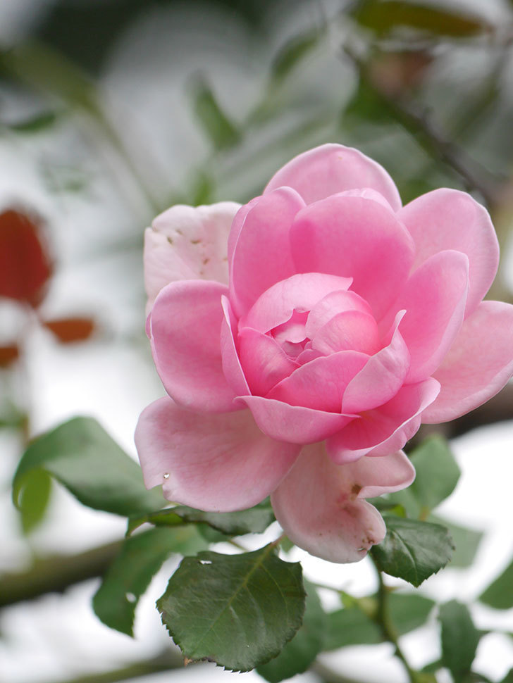 ローズ・ポンパドゥール(Rose Pompadour)の秋花が咲いた。半ツルバラ。2021年-010.jpg