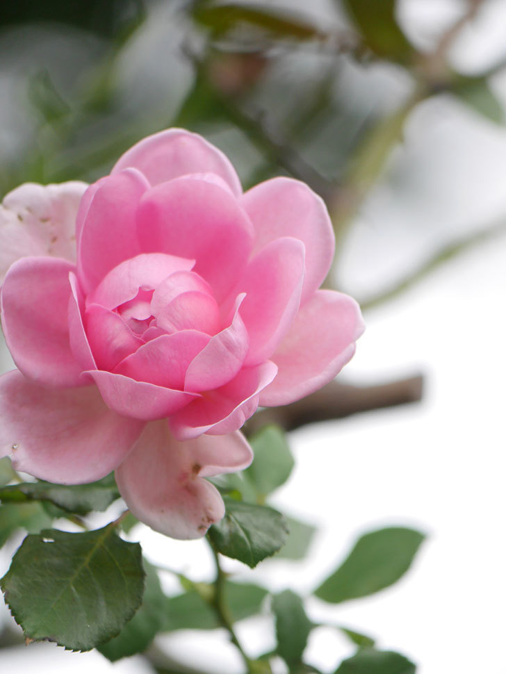 ローズ・ポンパドゥール(Rose Pompadour)の秋花が咲いた。半ツルバラ。2021年-011.jpg
