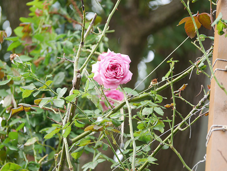ローズ・ポンパドゥール(Rose Pompadour)の秋花が咲いた。半ツルバラ。2021年-012.jpg