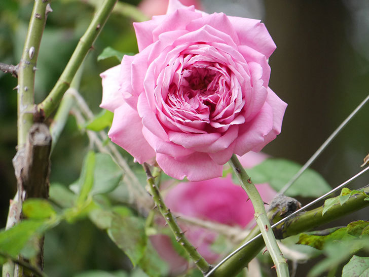 ローズ・ポンパドゥール(Rose Pompadour)の秋花が咲いた。半ツルバラ。2021年-014.jpg