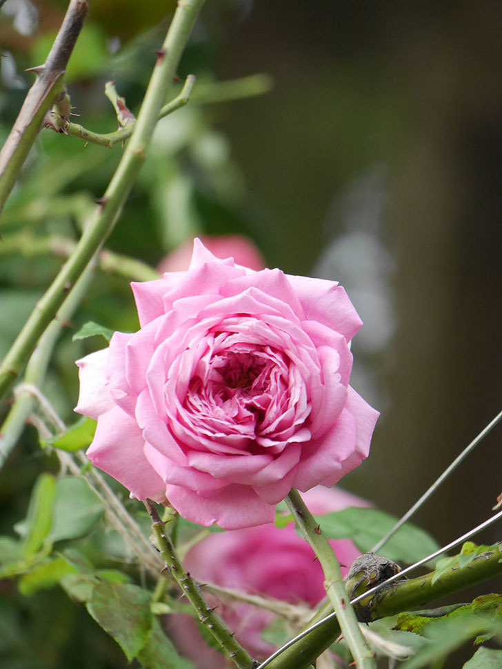 ローズ・ポンパドゥール(Rose Pompadour)の秋花が咲いた。半ツルバラ。2021年-016.jpg